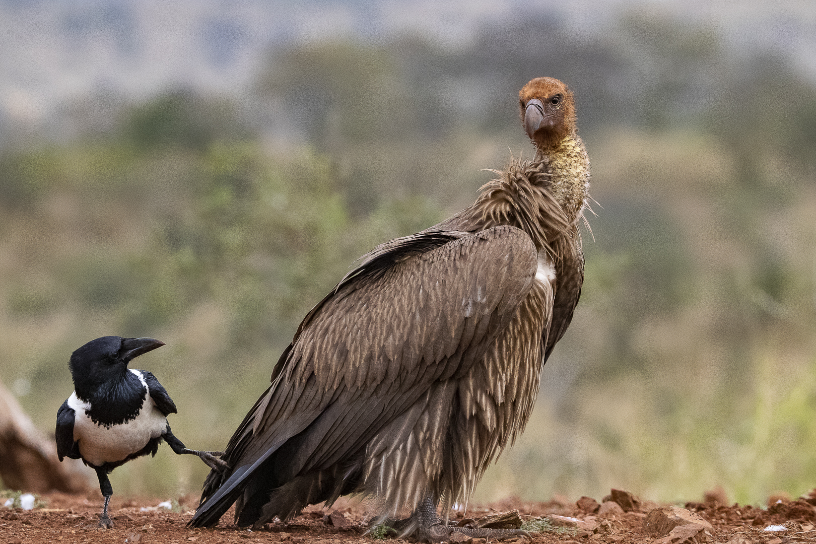 Kent Holmberg (Sweden) Vulture Pied Crow 190521091215
